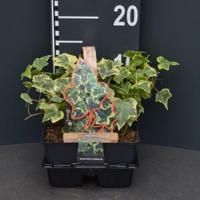 Klimop (hedera helix "Goldchild") bodembedekker - 4-pack - 1 stuks - thumbnail