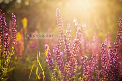 Afbeelding op acrylglas - Wilde Bloemen