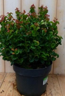 Leucothoe Krullend Blad 50 cm Curley Red Druifheide Warentuin Natuurlijk - Warentuin natuurlijk