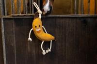 Excellent Horse Foodie Friends Banana - thumbnail