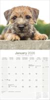 Border Terrier Kalender 2026 - thumbnail
