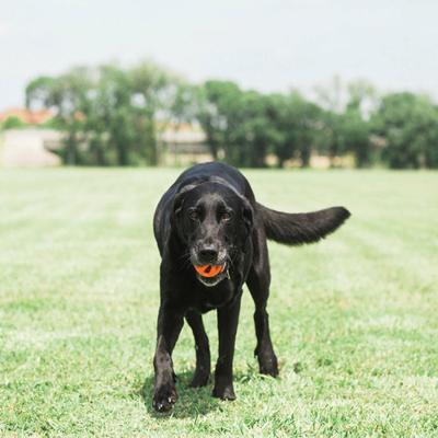 CHUCKIT BREATHE RIGHT FETCH BAL ORANJE - thumbnail
