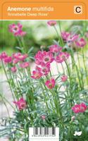 Anemoon (anemone multifida "Annabella Deep Rose") zomerbloeier - 12 stuks - thumbnail