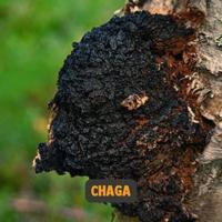 Cupplement Chaga Organic Powder 60Gram - thumbnail