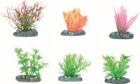 Aquarium plant Voorgrond - +/- 5 x 5 cm 5 cm Flamingo Willekeurig - thumbnail