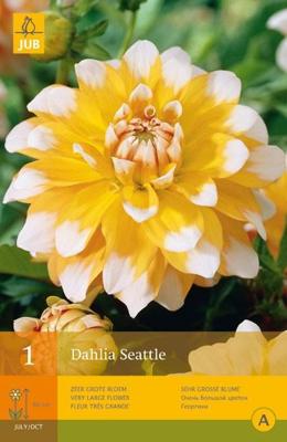 Dahlia Seattle 1 st Jub Dahlia JUB - Jub