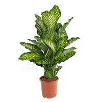 Dieffenbachia Maroba (Dief van Bagdad) - P 21 cm - thumbnail