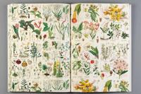 Flora (Paperback) - thumbnail