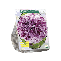 Zomer Bloembollen Dahlia Pompon Marble Ball per 1 Baltus - Baltus - thumbnail