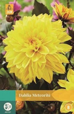 Dahlia Meteorite geel 1 bloembol Dahlia JUB - Jub