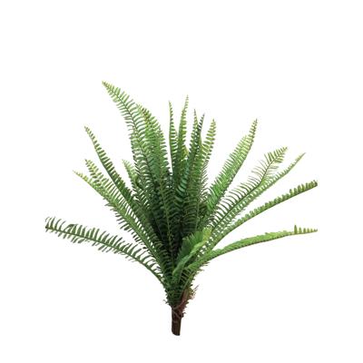 UV Fern Torres Sunrise 60cm