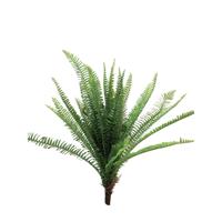 UV Fern Torres Sunrise 60cm - thumbnail