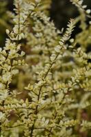 Kamperfoelie - thumbnail