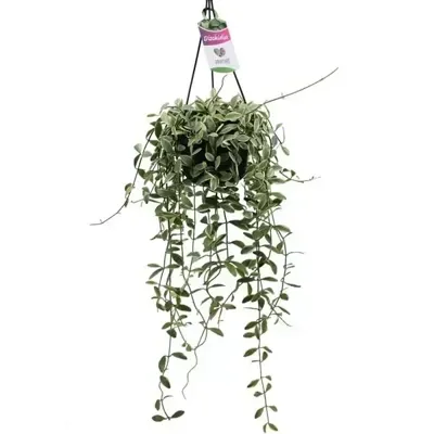 Dischidia oiantha variegata (Dubbeltjesplant) hangplant