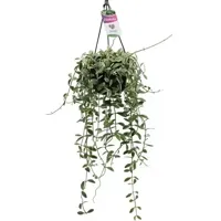 Dischidia oiantha variegata (Dubbeltjesplant) hangplant - thumbnail