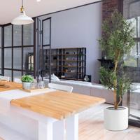 Kunst Olijfboom promo 180cm - thumbnail