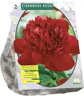 Zomer Bloembollen Pioenrozen, Rood per 2 - Baltus