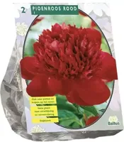 Zomer Bloembollen Pioenrozen, Rood per 2 - Baltus - thumbnail