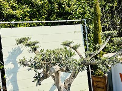 Olijfboom Pon Pon - Olea Europaea