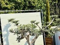 Olijfboom Pon Pon - Olea Europaea - thumbnail