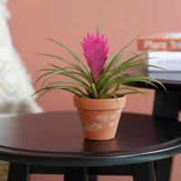 Tillandsia Cyanea - Roze pluimplant - P6 - thumbnail