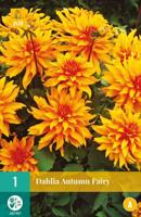 Dahlia autumn fairy 1st bloembol zomer Dahlia JUB - Jub - thumbnail