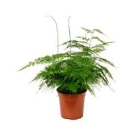 Asparagus plumoses S kamerplant - thumbnail