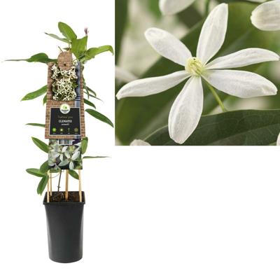Witte bosrank (Clematis "Armandii”) klimplant