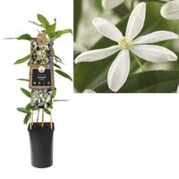 Witte bosrank (Clematis "Armandii”) klimplant - thumbnail