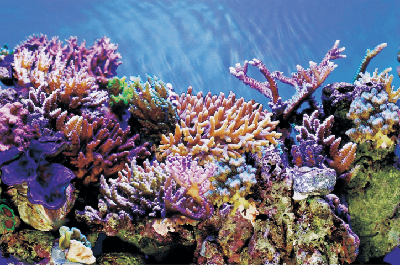 Deco Poster A5 120X61 Cm aquaria Superfish - Superfish Deco Poster A5 120X61 Cm aquaria Superfish - Superfish