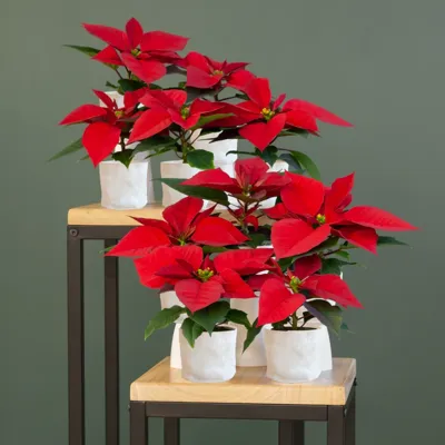 Kerststerren - Mini Poinsettia (10 stuks) - P6 Kerststerren - Mini Poinsettia (10 stuks) - P6