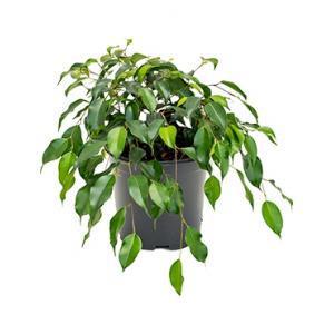Ficus danielle S kamerplant