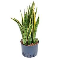 Sansevieria laurentii L hydrocultuur plant - thumbnail