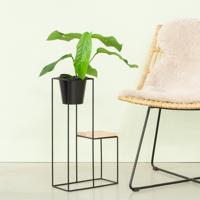 Rhaphidophora Foraminifera- P12 - thumbnail