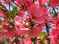 Japanse kweepeer - thumbnail