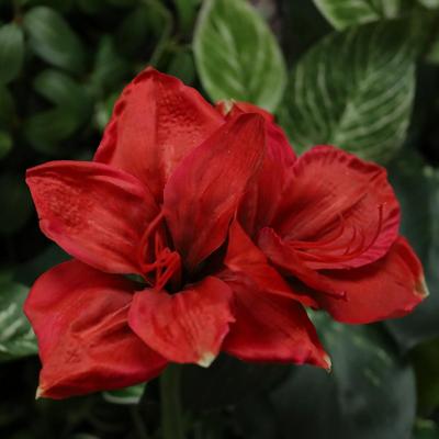 Amaryllis Kunstbloem 67cm Rood