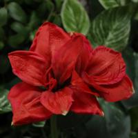 Amaryllis Kunstbloem 67cm Rood - thumbnail