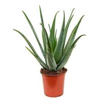 Aloe vera barbadensis M kamerplant - thumbnail