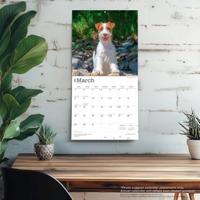 Jack Russell Terrier Kalender 2026 - thumbnail
