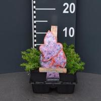 Kruipphlox (phlox subulata "Candy Stripes") bodembedekker - 4-pack - 1 stuks - thumbnail