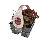 Heuchera micr. 'Palace Purple' - Purperklokje - thumbnail