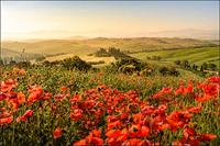Fotobehang - Veld vol Klaprozen, rood/groen, Prachtig vergezicht, 11 maten, incl behanglijm - thumbnail