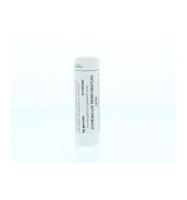 Hypericum perforatum 12CH - thumbnail