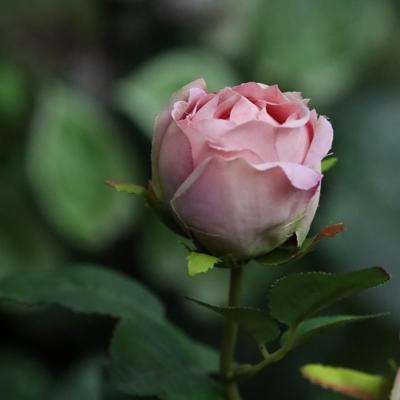 Engelse Tuinrozen Kunsttak 69cm Paars