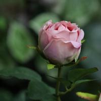 Engelse Tuinrozen Kunsttak 69cm Paars - thumbnail