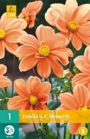Dahlia g.f. hemerik 1st JUB - Jub - thumbnail