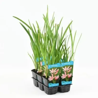 Waterplant Schizostylis coccinea 'Mrs Hegarty' Waterplant Schizostylis coccinea 'Mrs Hegarty'