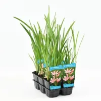 Waterplant Schizostylis coccinea 'Mrs Hegarty' - thumbnail