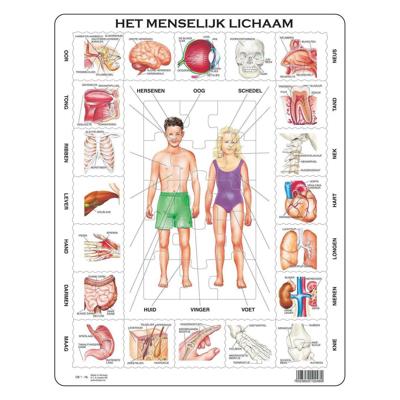 Selecta Larsen het menselijk lichaam, 35st.