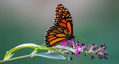 Alexsar Art Tuinschilderij rode vlinder 130x70cm